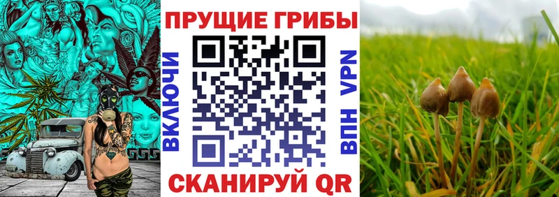 Галлюциногенные грибы Cubensis как найти закладки Белово